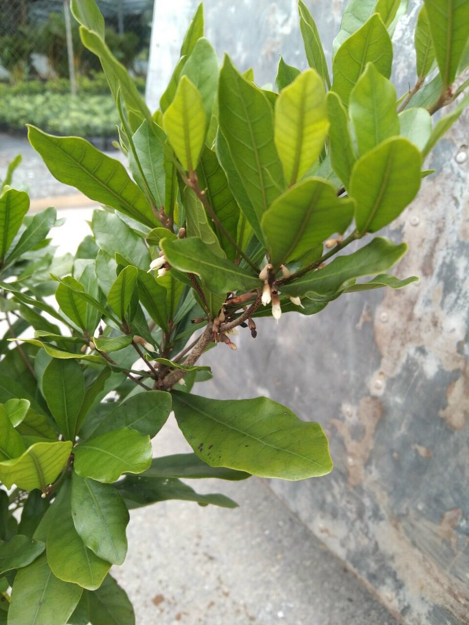 cây thần kỳ