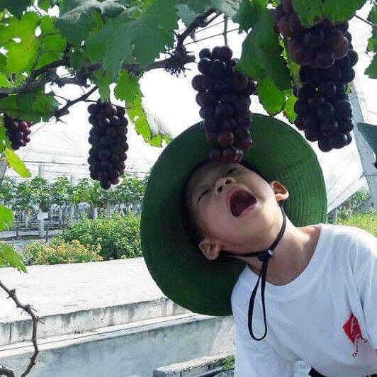 Cây Giống Nho Hạ Đen Không Hạt (Hướng dẫn trồng đến khi cho trái)