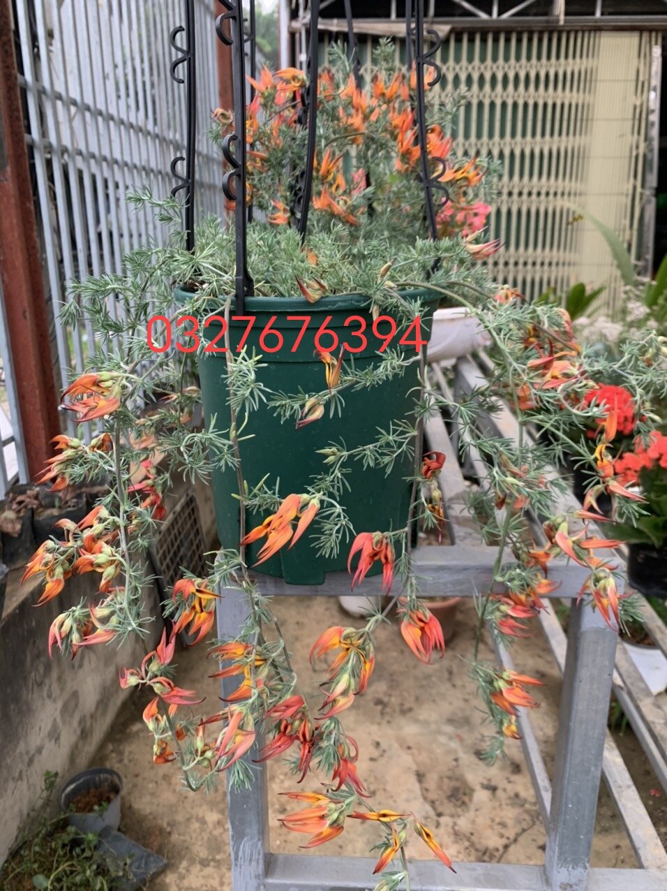 Cây giống hoa phượng hoàng lửa - mỏ vẹt