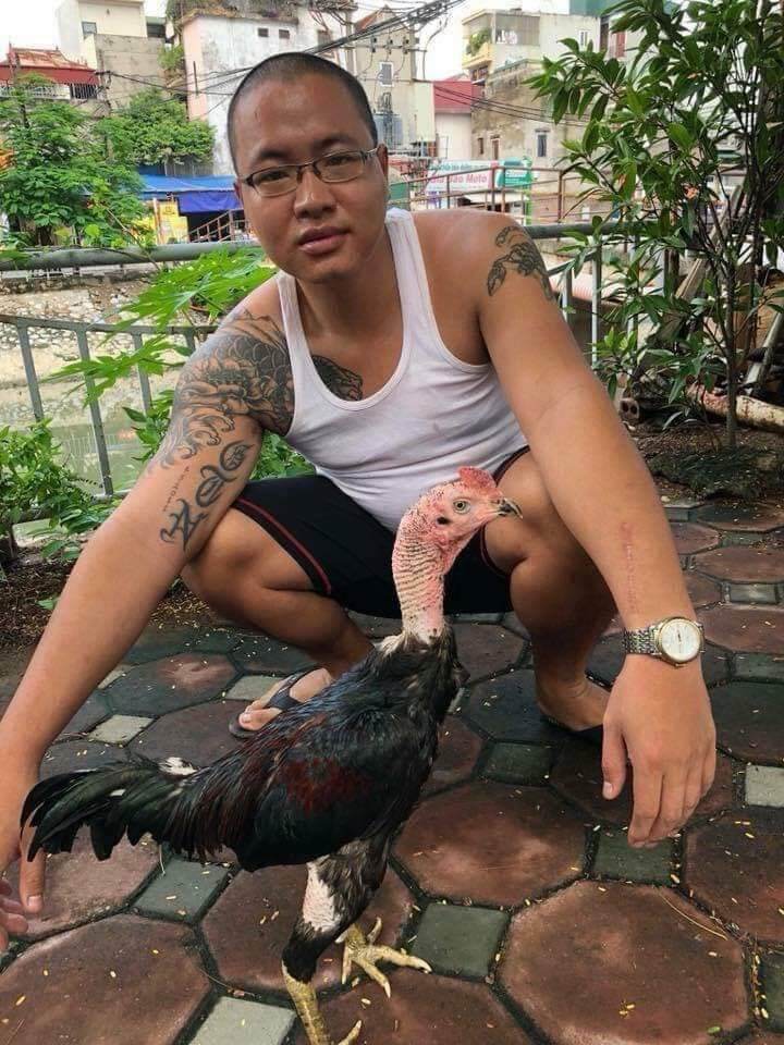 Khô chân teo lườn cho gà chọi