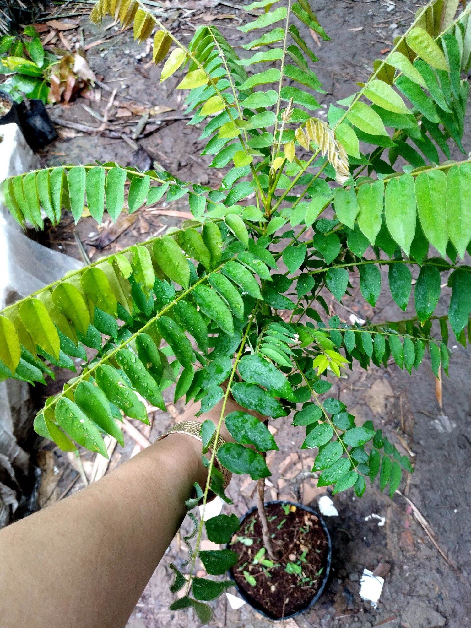 Cây Khế Tàu - Khế Tây (cao trên 60cm)