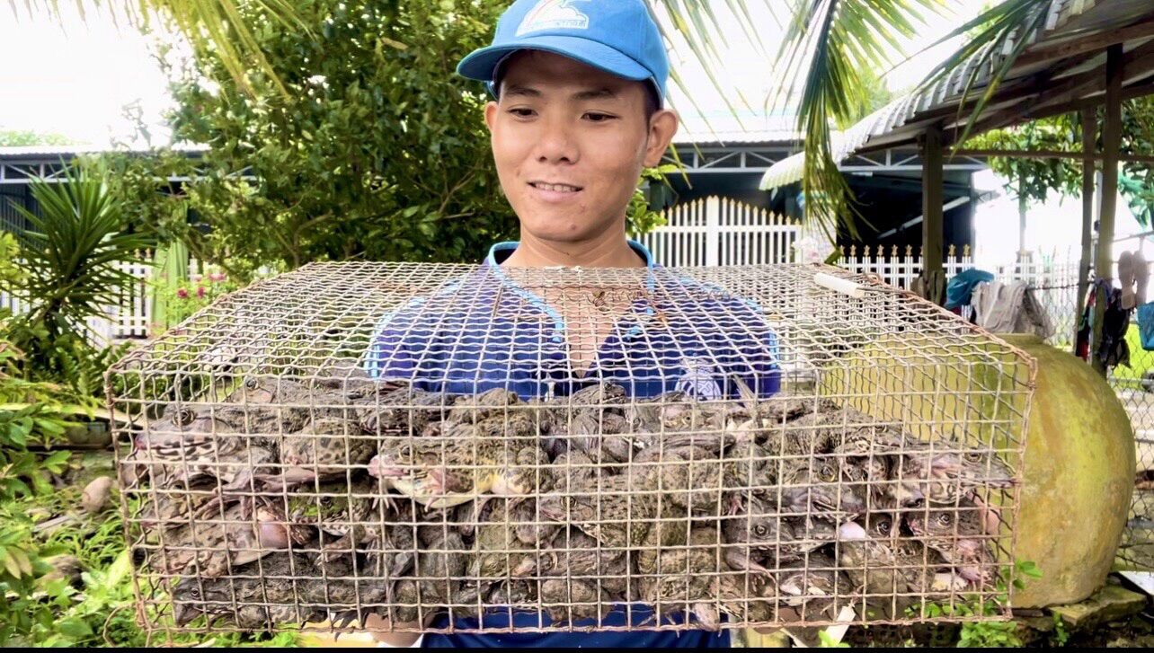 5 Lợp ếch hom tre