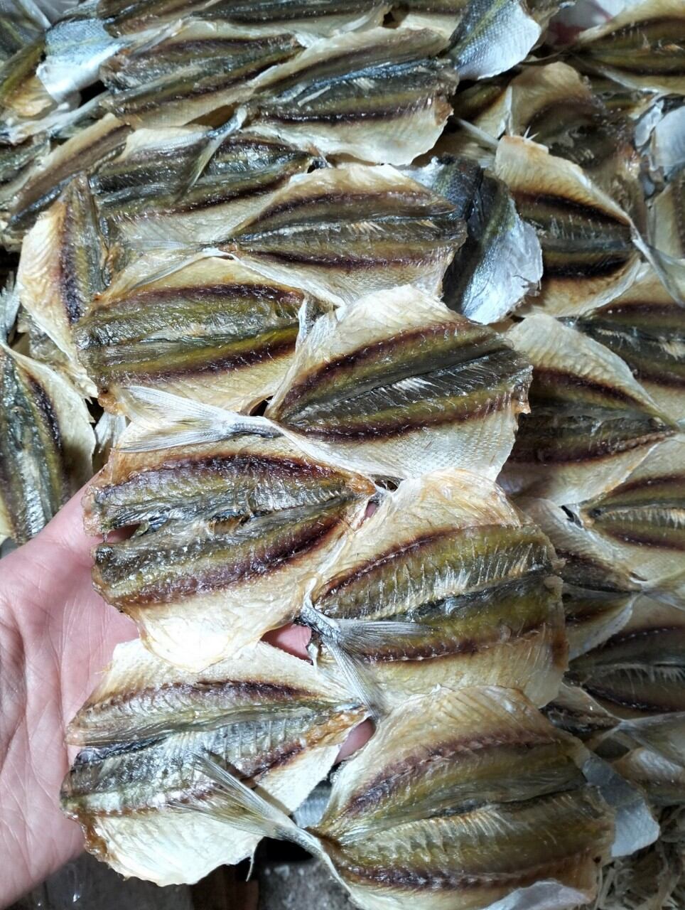 0.5 kg cá chỉ vàng Cửa Lò ( chuẩn 2 chỉ vàng trên lưng)