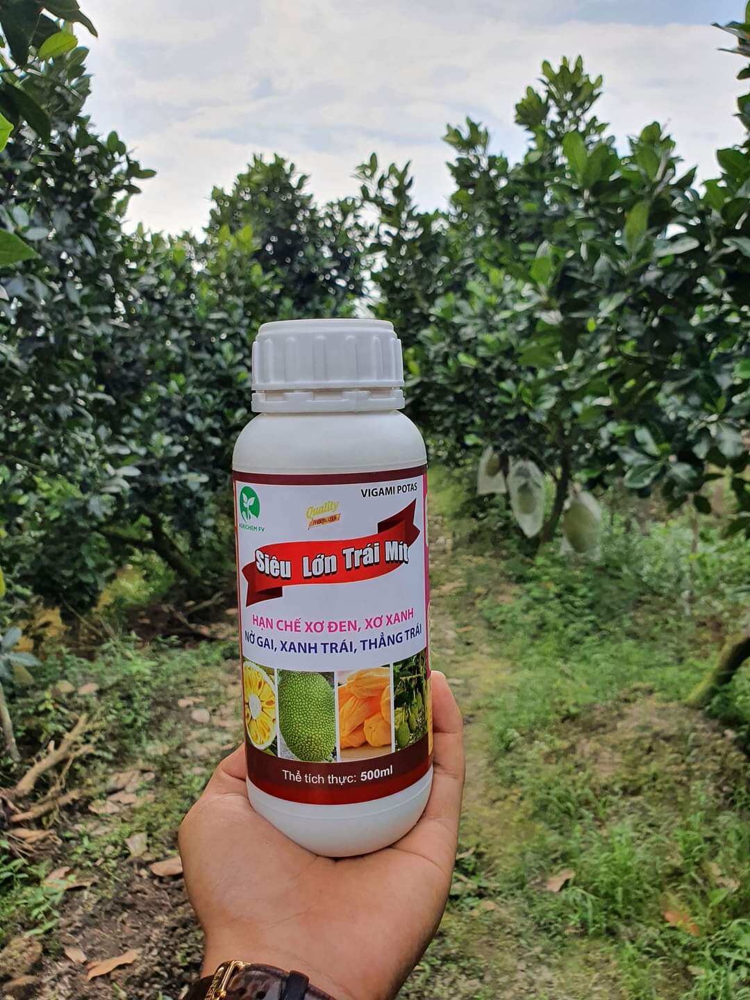 Phân bón Siêu lớn trái Mít 500ml