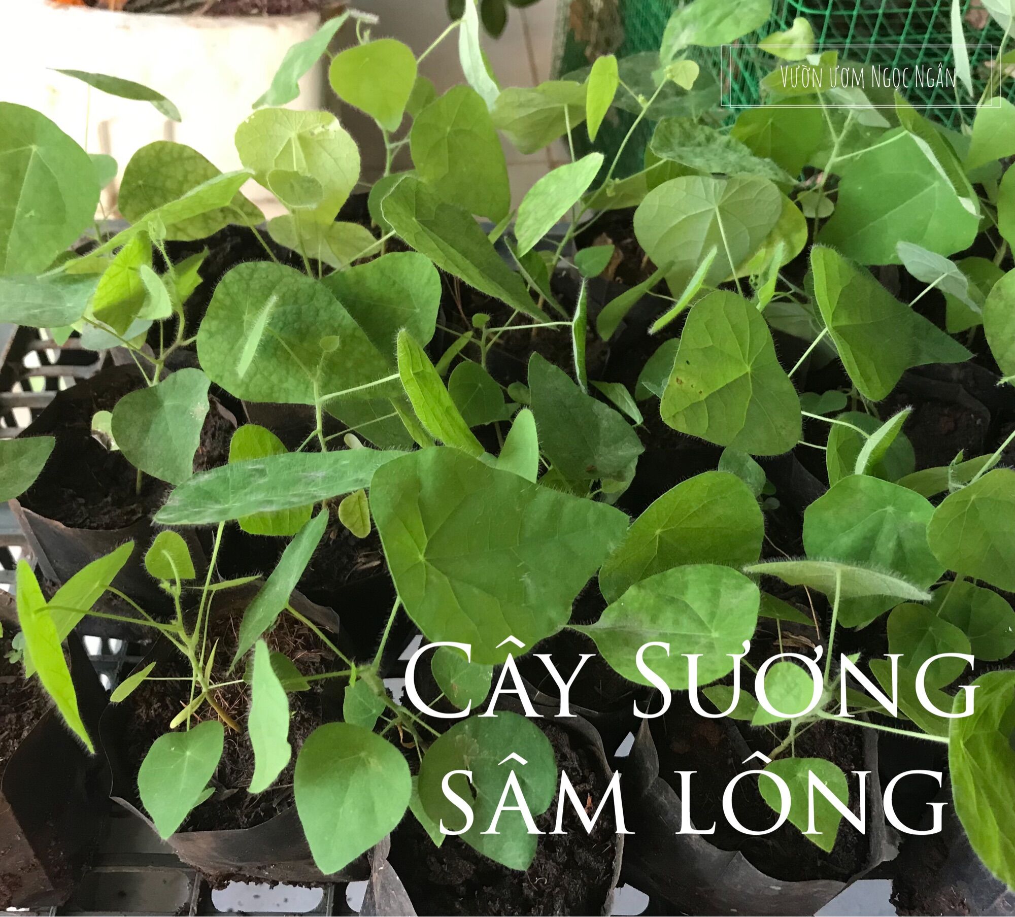 Cây giống sương sâm lông