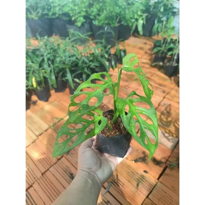 Cây giống trầu bà Monstera Adansonii, lá có lỗ