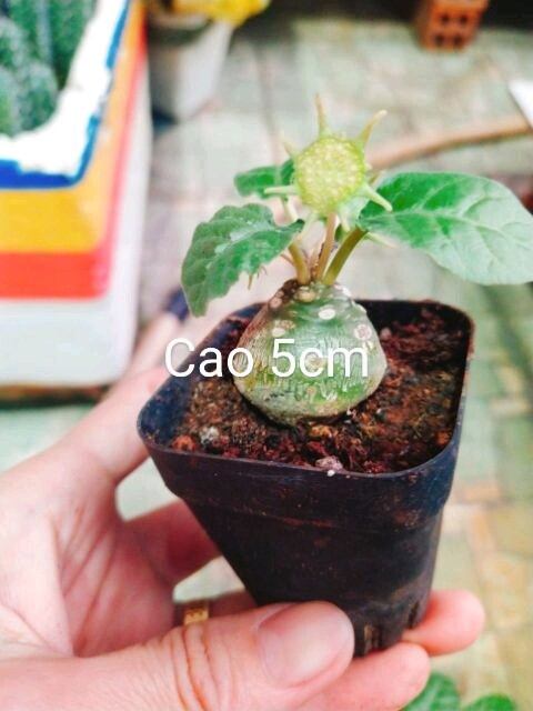 Cây Hoa Mặt Trời lá tròn gốc củ
