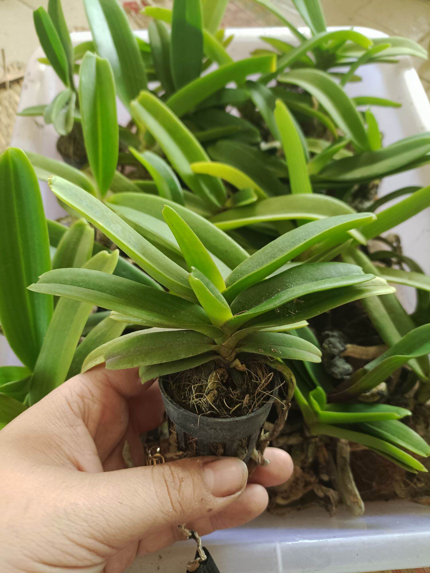Lan Ngọc Điểm 2cây