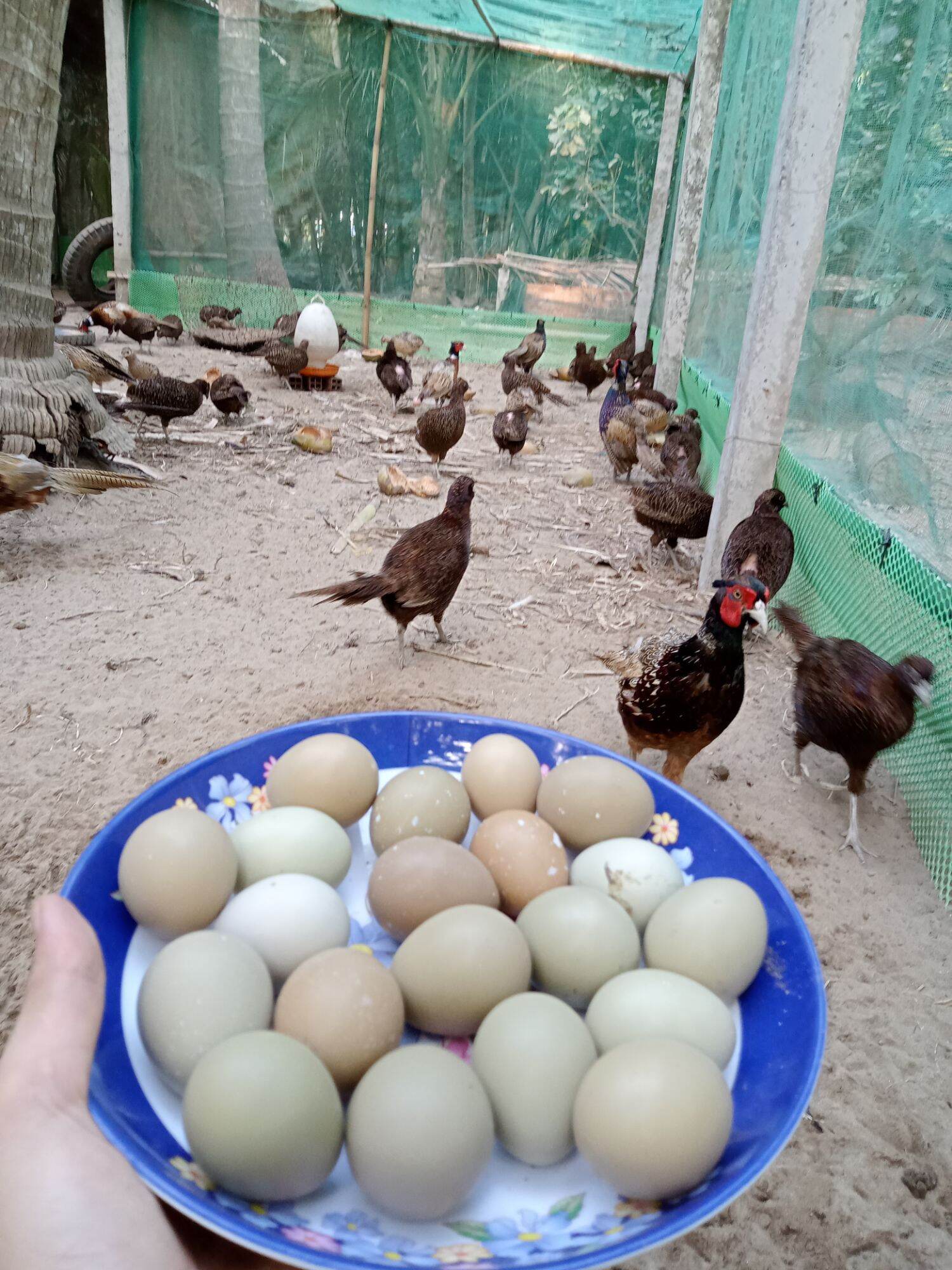 10 trứng chim trĩ về ấp có cồ