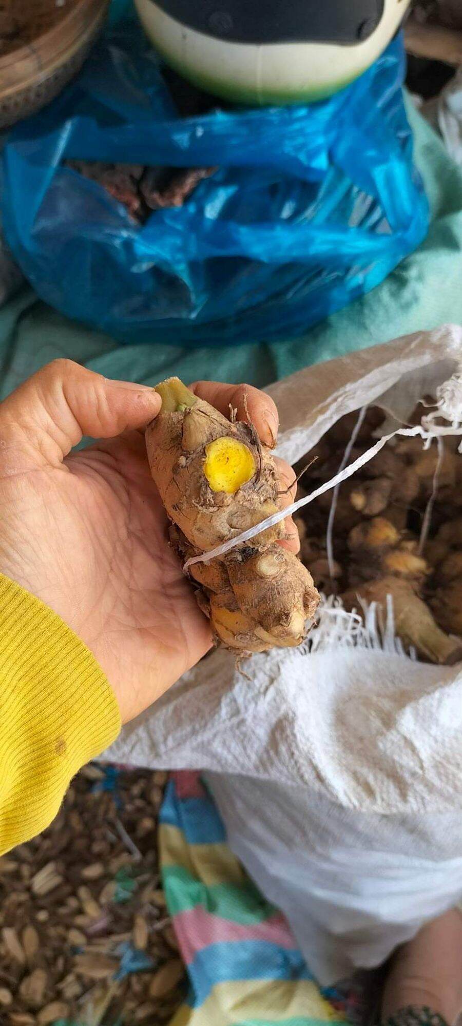 500g củ sậy vàng hàng chuẩn rừng