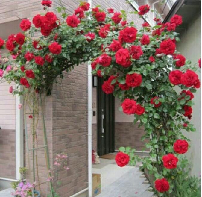 Hoa hồng leo nb cổ Hải phòng rose size trung