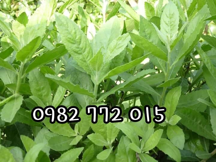 Combo 5 cây cúc tần,từ bi nhiều công dụng.