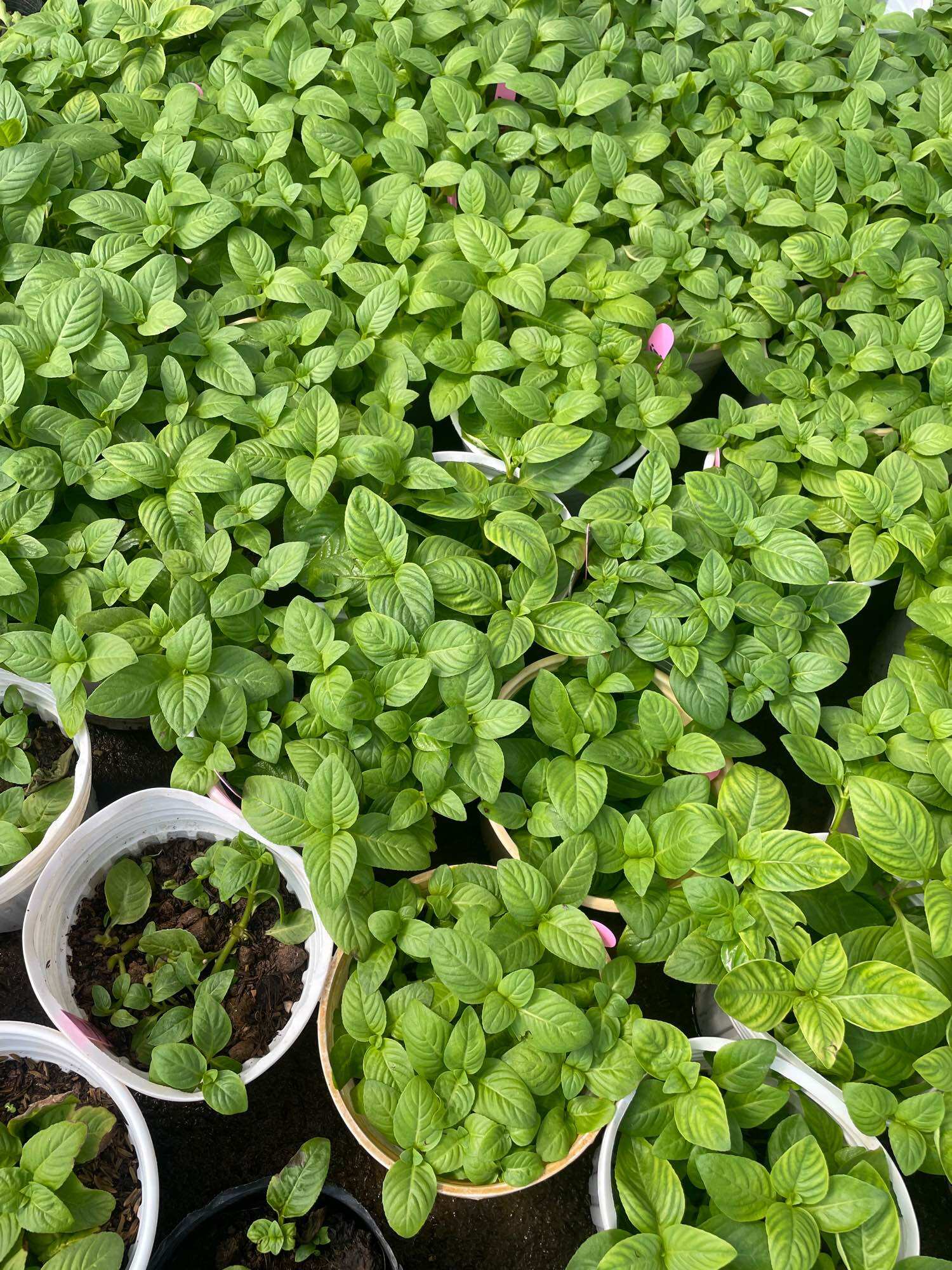 Chậu cây quế vị/ cây xá xị
