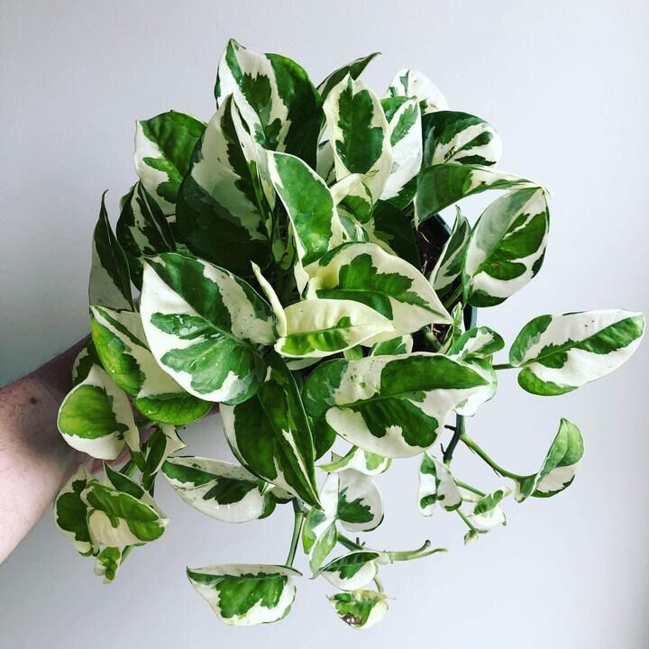 Nhánh trầu bà Ngọc thủy