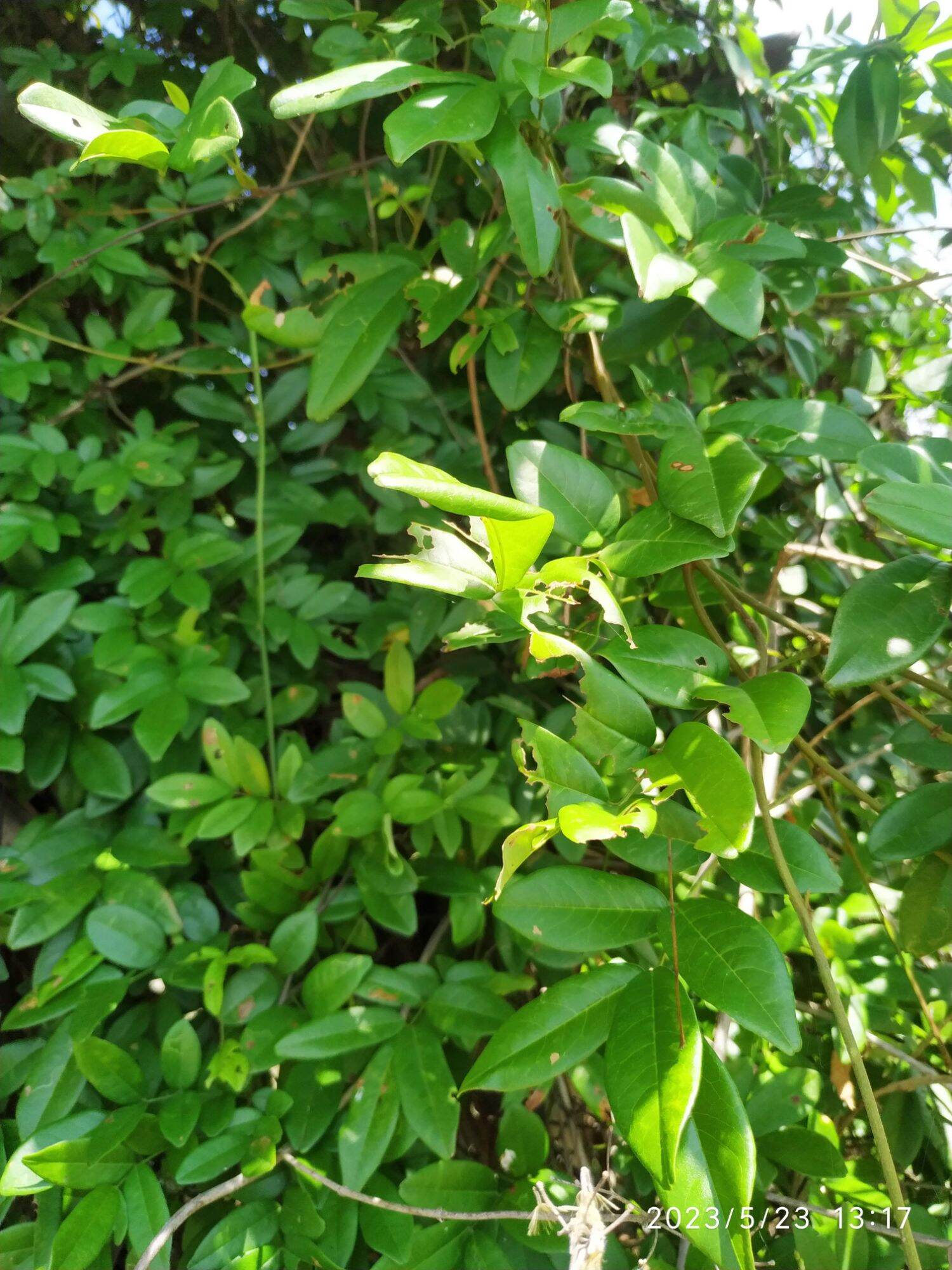 dây cổ rùa tươi 1 ký