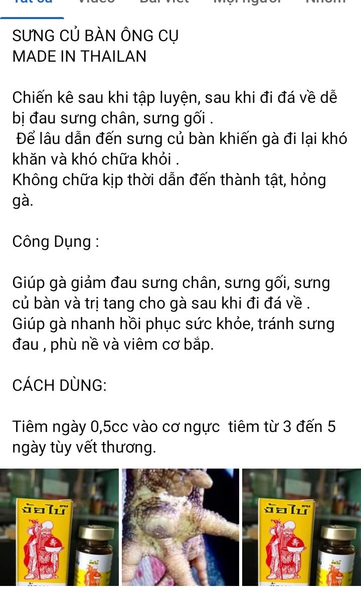 Sưng củ bàn ông cụ gà chọi gà nòi gà tre gà đá