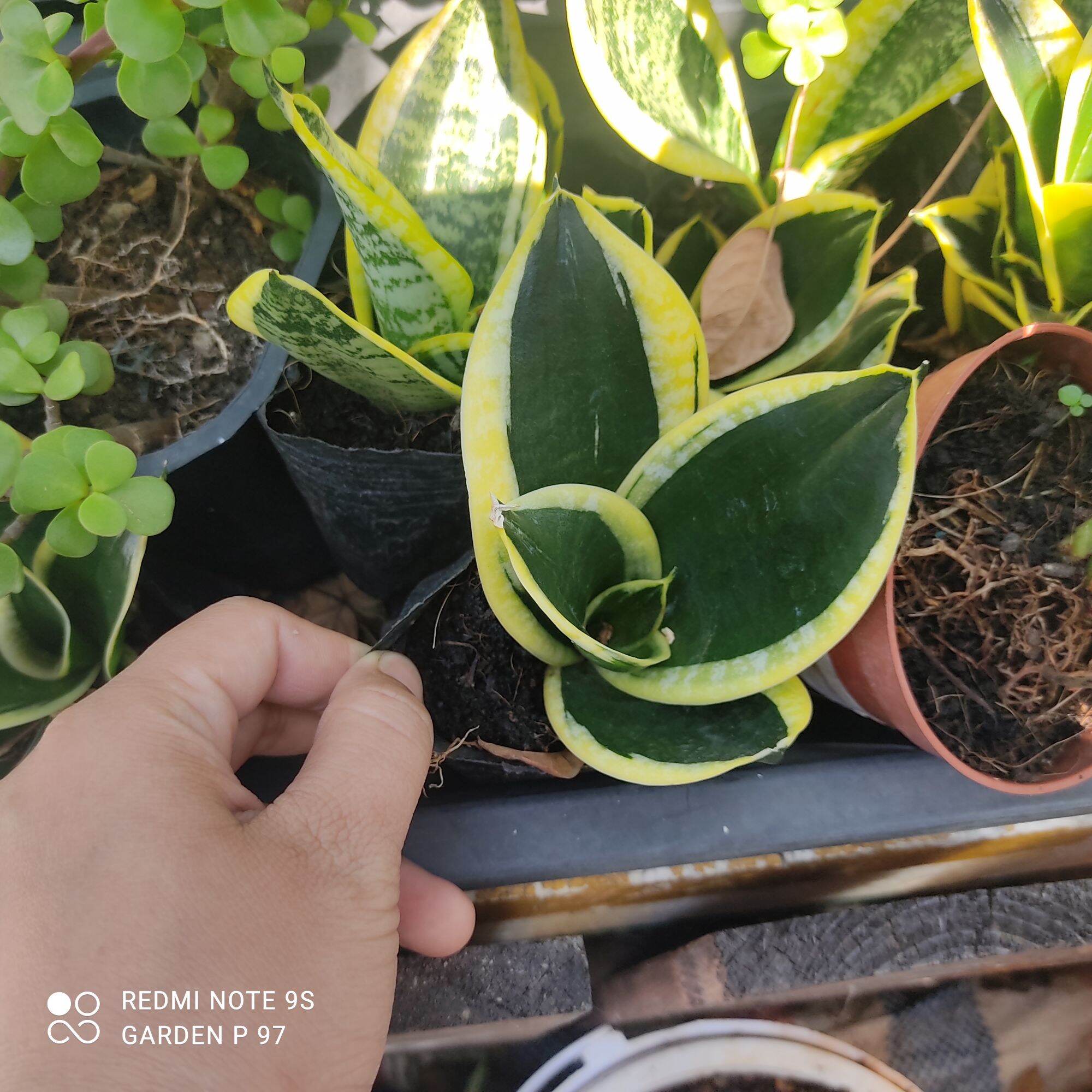 Lưỡi hổ thái viền vàng, size nhỏ