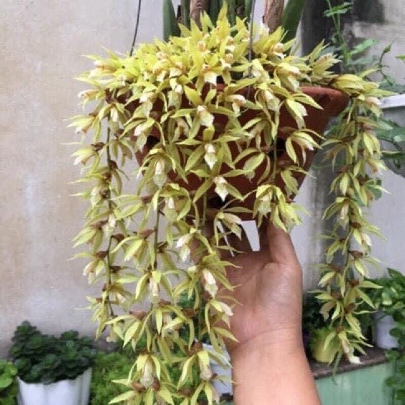 hoa lan tục đoạn đuôi phượng
