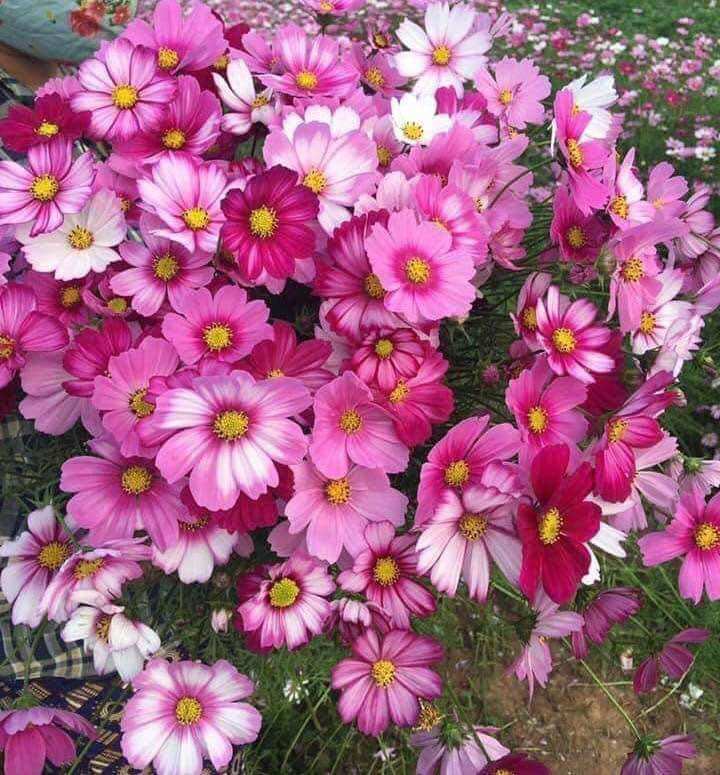 hạt giống hoa cánh bướm