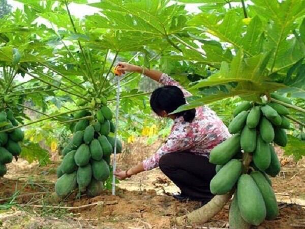 Cây giống đu đủ lùn Đài Loan