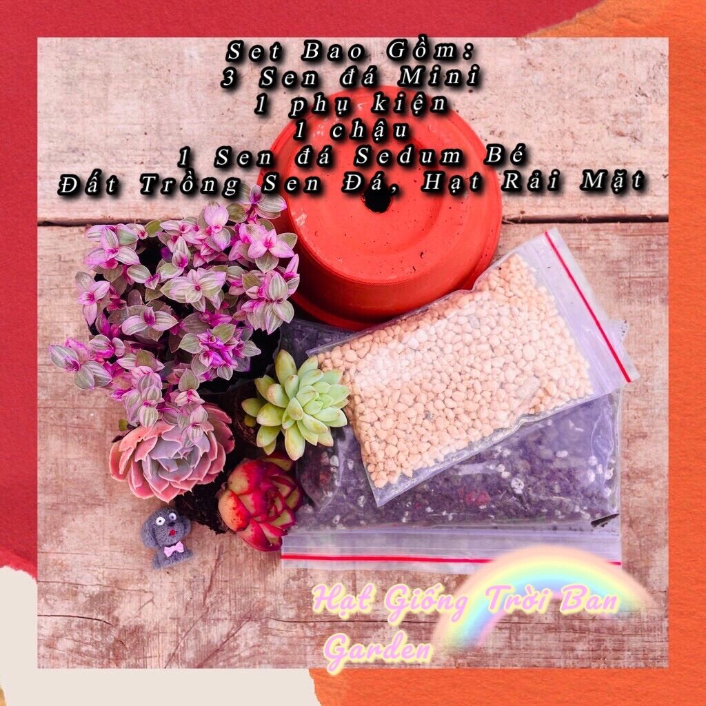 SET TIỂU CẢNH SEN ĐÁ RANDOM 💵 ĐÀ LẠT 🍄 HƯ 1 ĐỔI 1❄️SIÊU CUTE