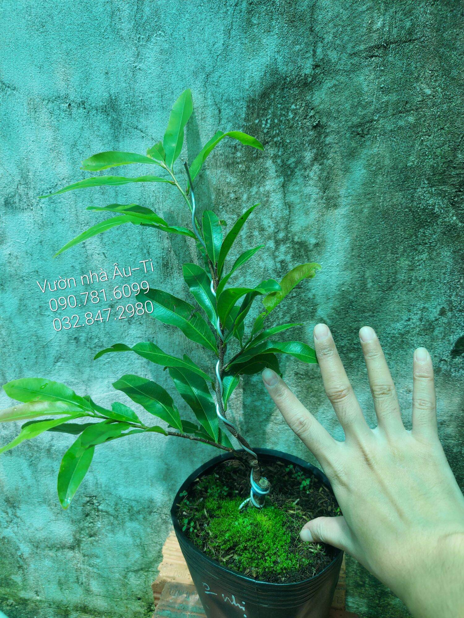 Mai cúc không nhị (hoàng huyết long) bonsai mini [KHÁCH ĐƯỢC CHỌN CÂY SAU KHI LÊN ĐƠN]