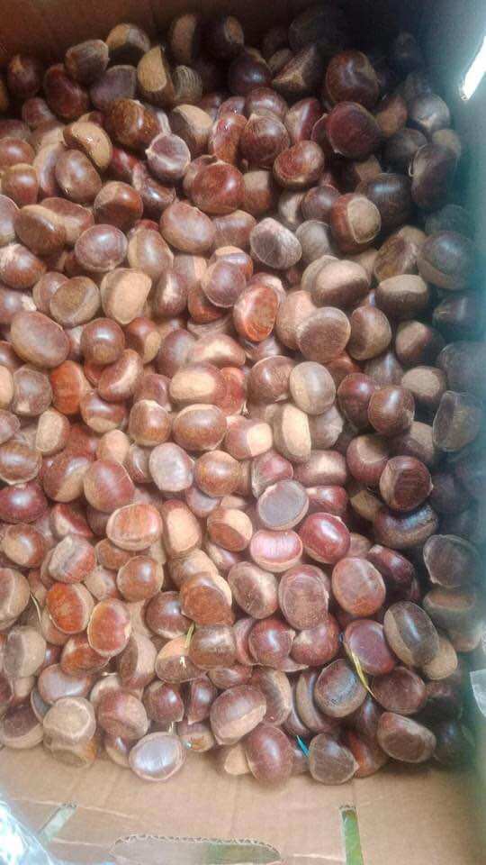 Hạt dẻ tươi Điện Biên 1kg