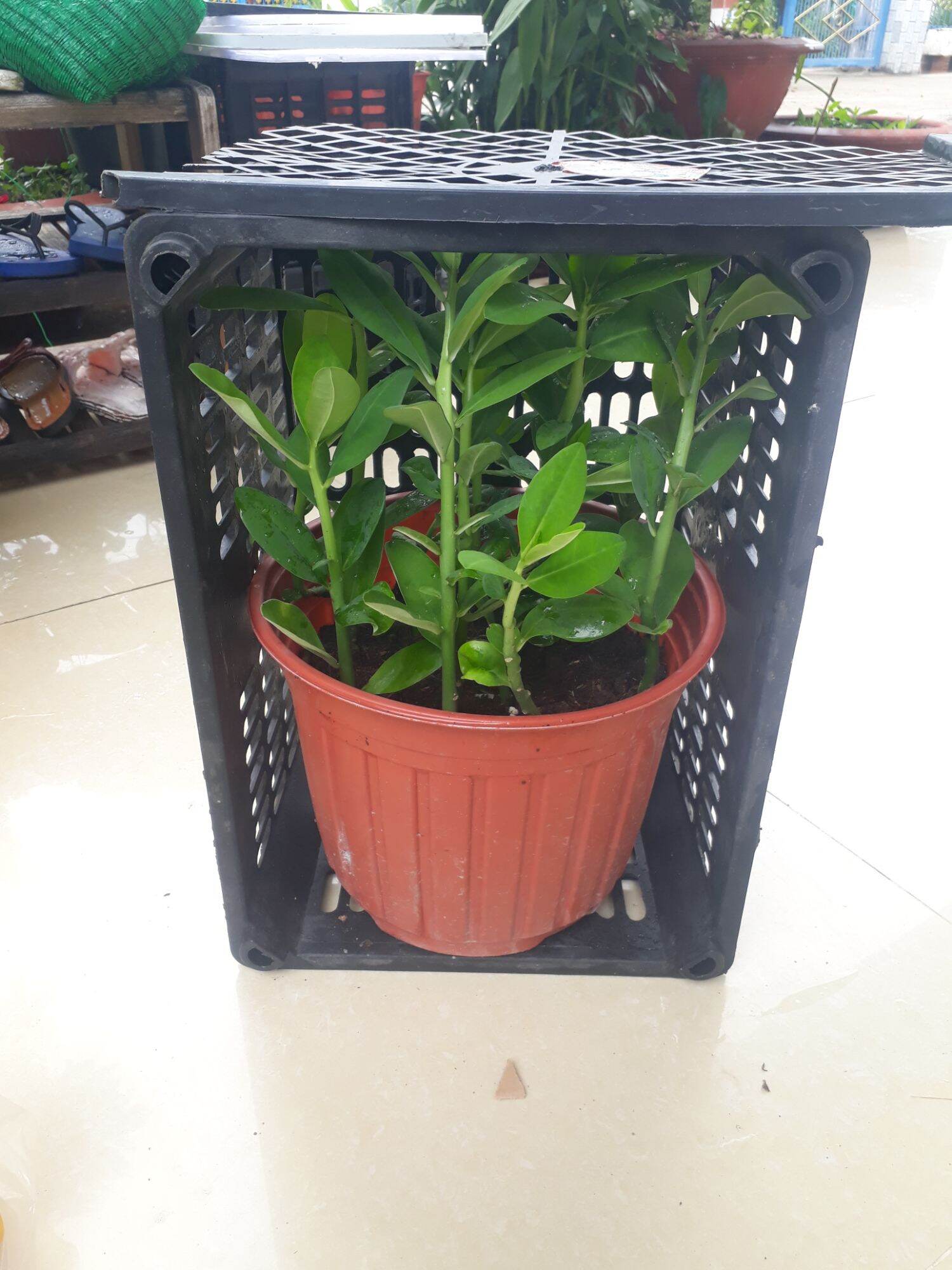 chậu10  cây thạch anh lớn