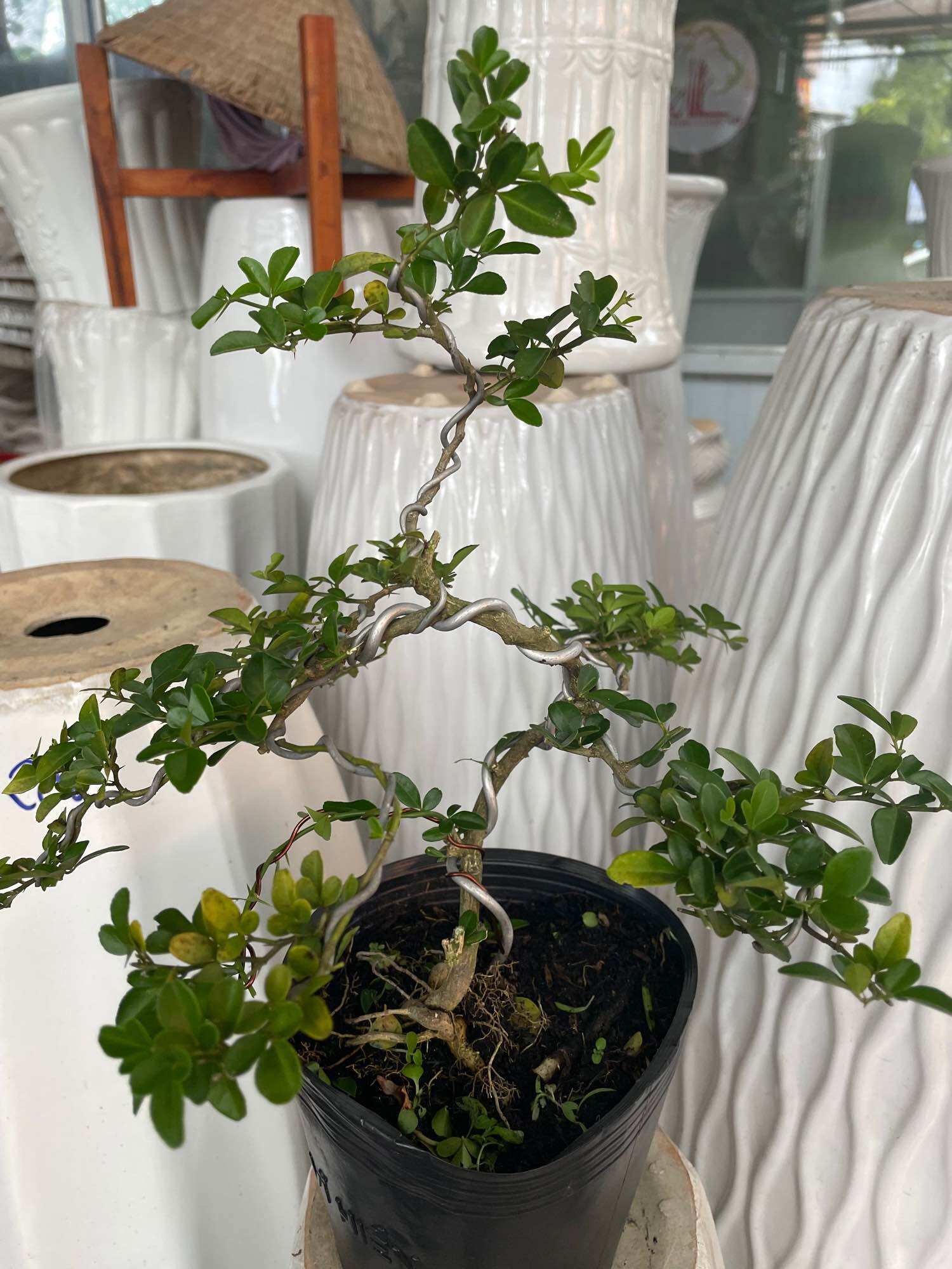 Cây Kim Quýt bonsai mini để bàn