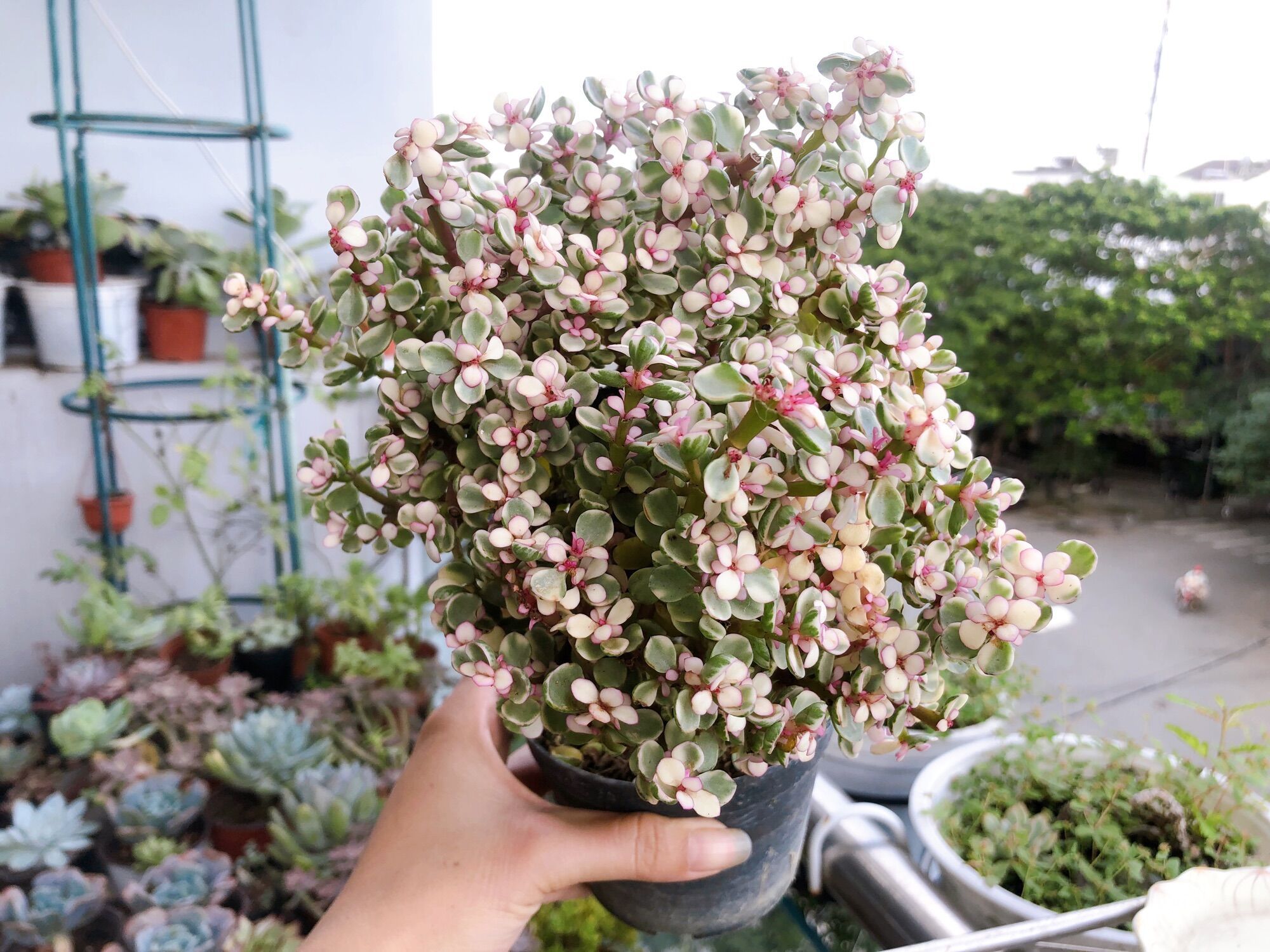 Sen đá đola góc thụ