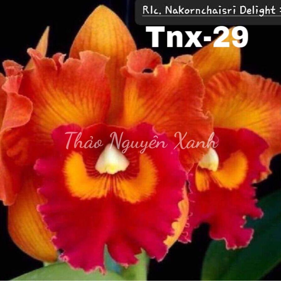 TNX29 - Lan Cattleya Cây Giống - Hoa Đại Nakorchaisri Delight