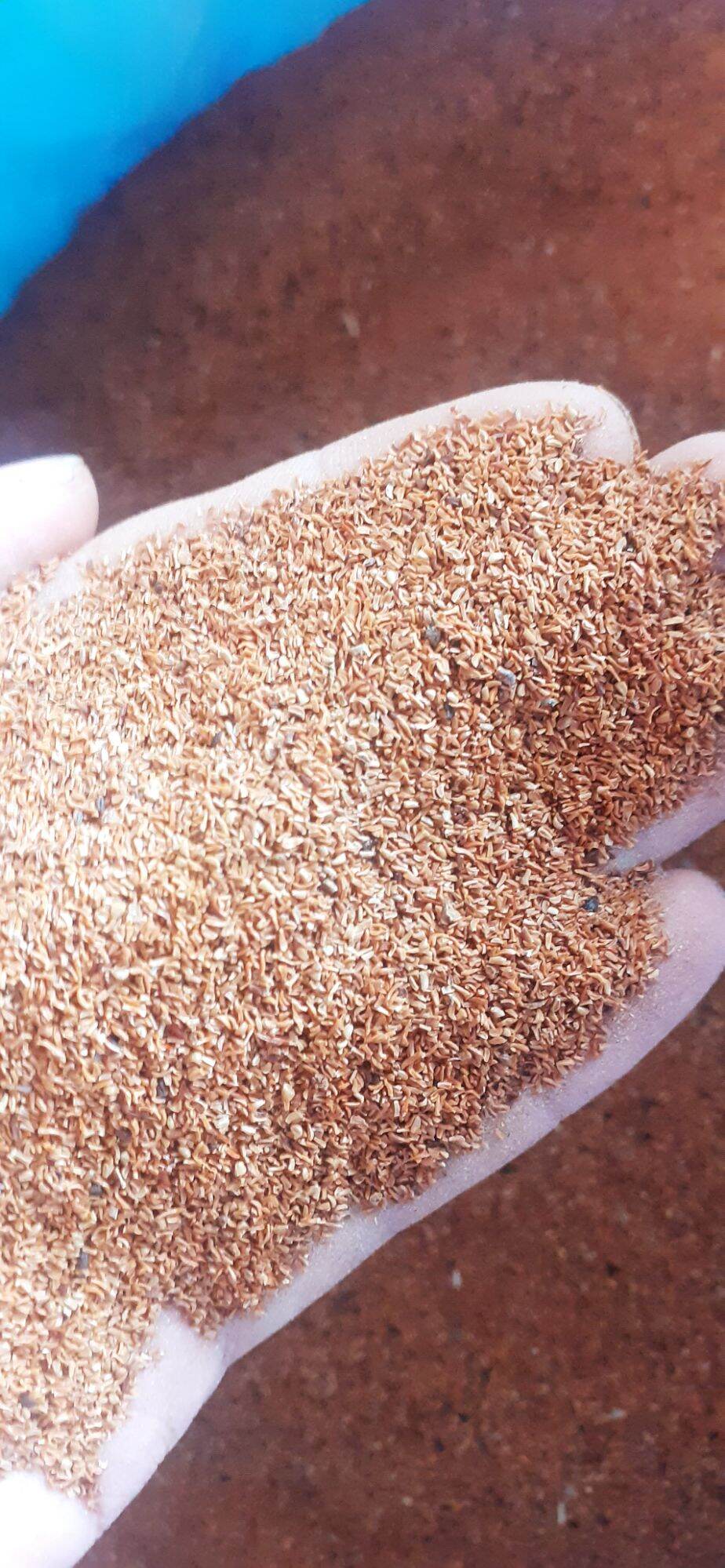 100gram hạt bạch đàn trắng giống