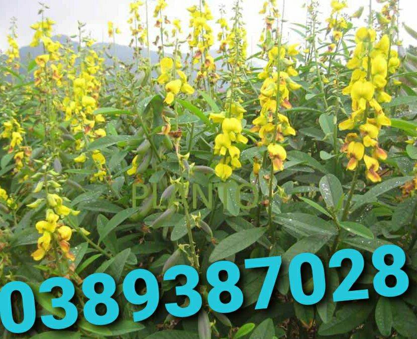 Rễ cây lục lạc khô ,1kg