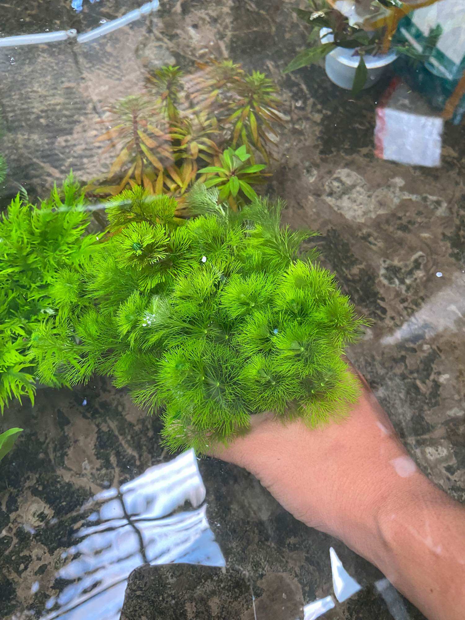CÂY THỦY SINH TIỂU BẢO THÁP-40K/15NGỌN