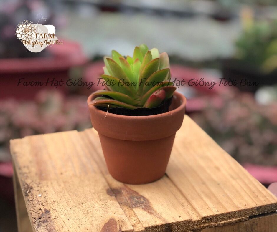 Sen đá tứ phương size 5-7cm 🍓xuất xứ đà lạt 🍓🙊 đã thuần khí hậu 🐛