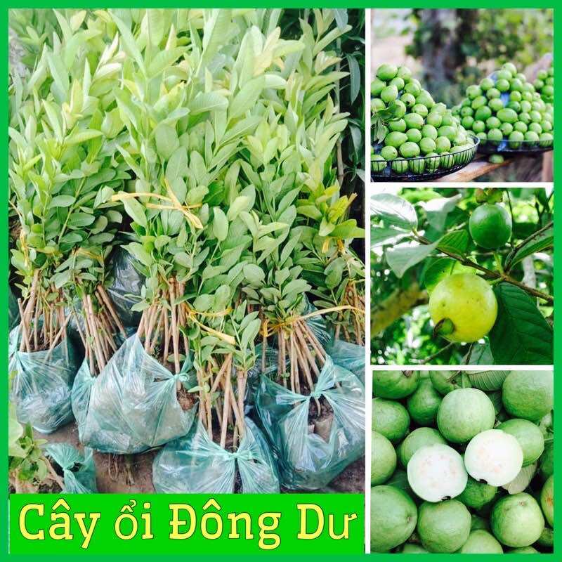 Cây giống ổi đông dư ổi găng