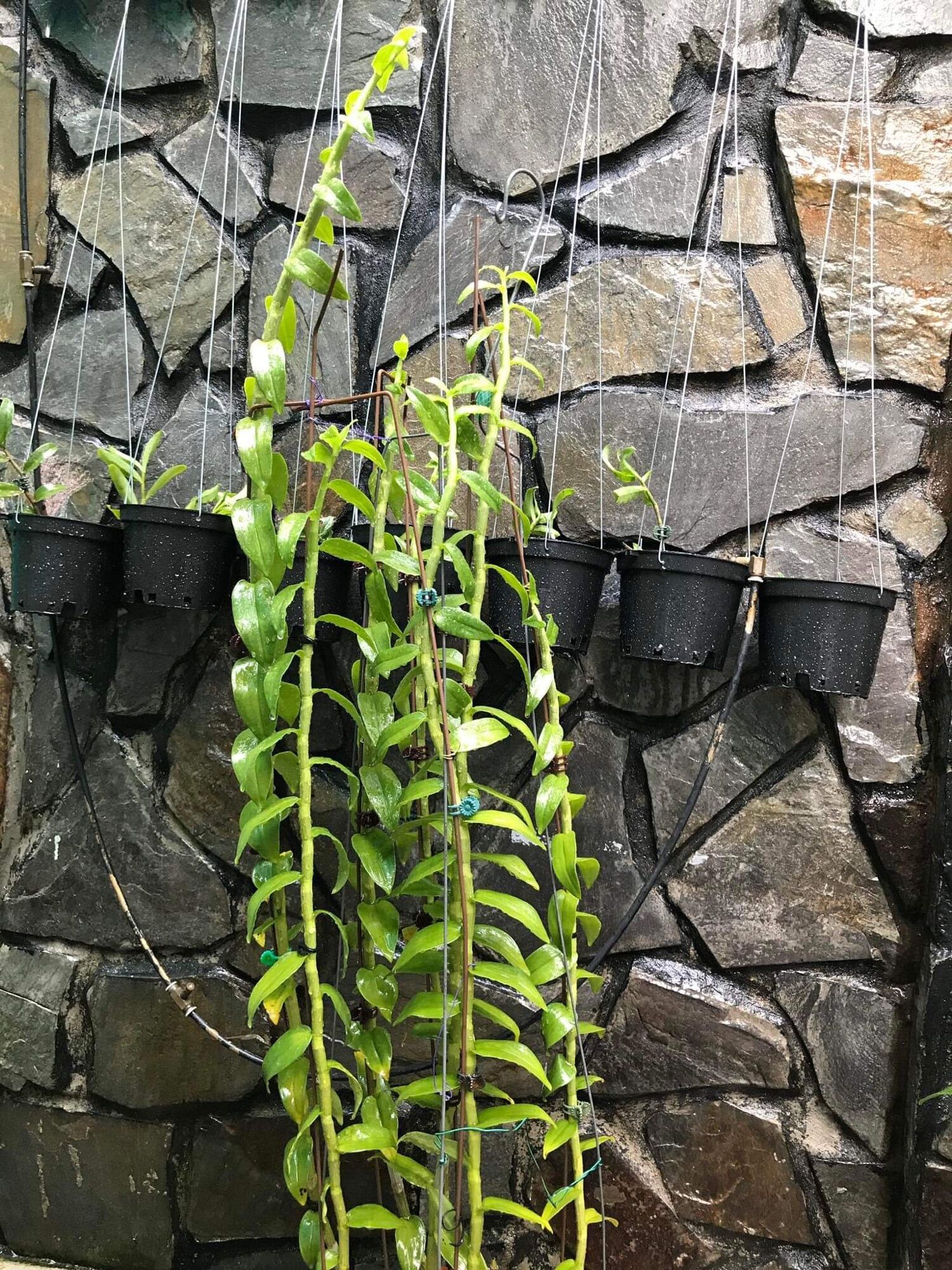 Bổ sung vi lượng Amino Minos