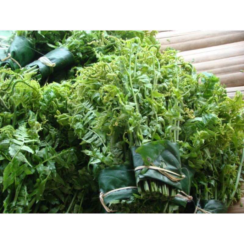 Cây Rau Rớn ( Rau Dớn)