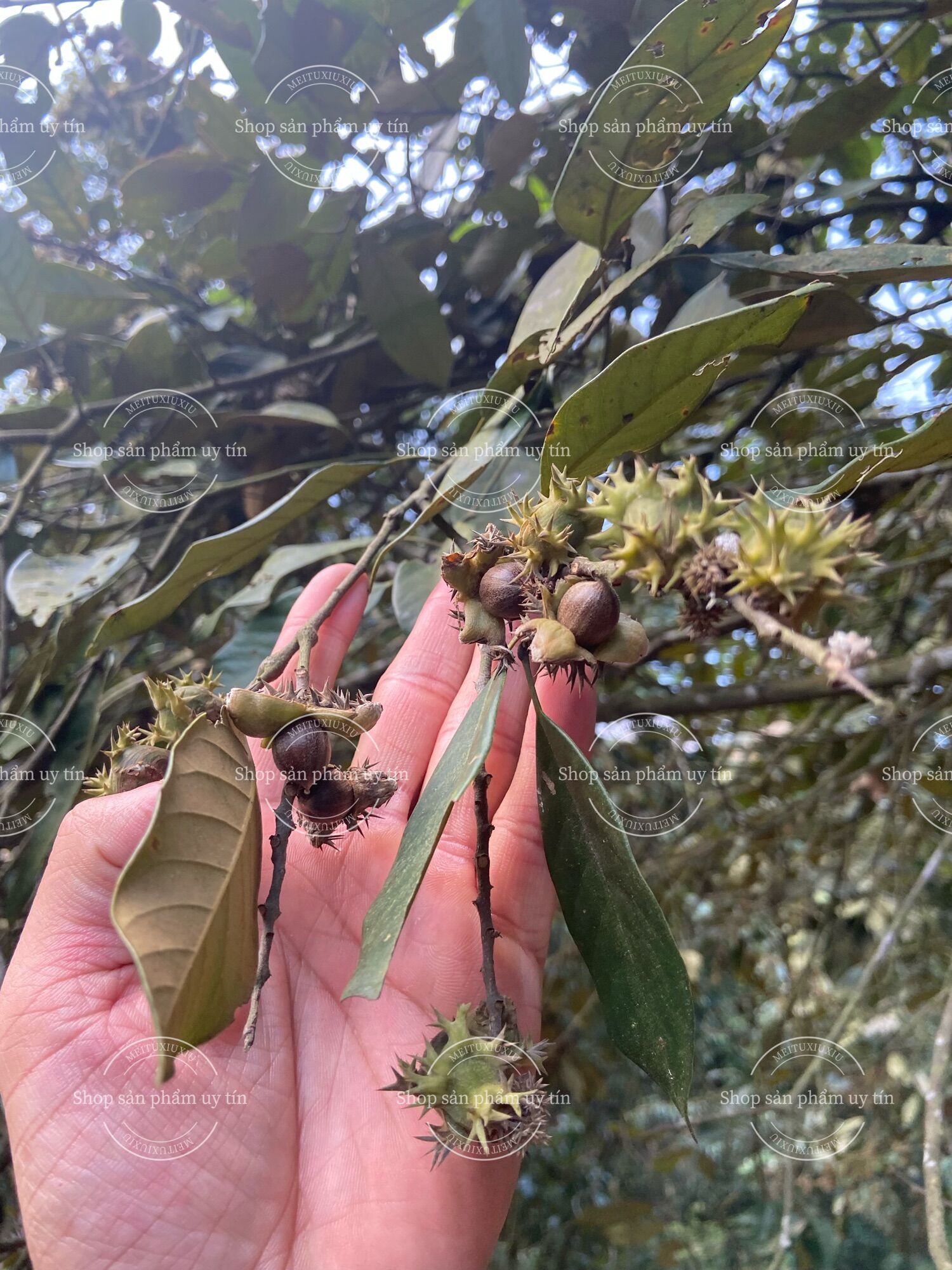 Hạt dẻ rừng 1Kg (2023) hạt vừa và nhỏ