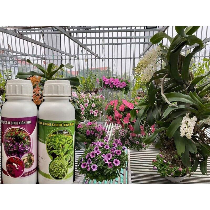 Combo Phân bón kích mầm + kích hoa cho cho dạ yến thảo , thược dược , triệu chuông , đồng tiền ...