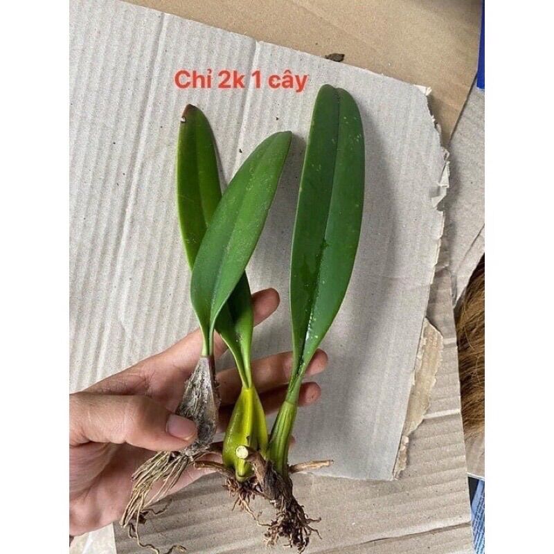 Hoa Lan Râu Tiên(5 cây)