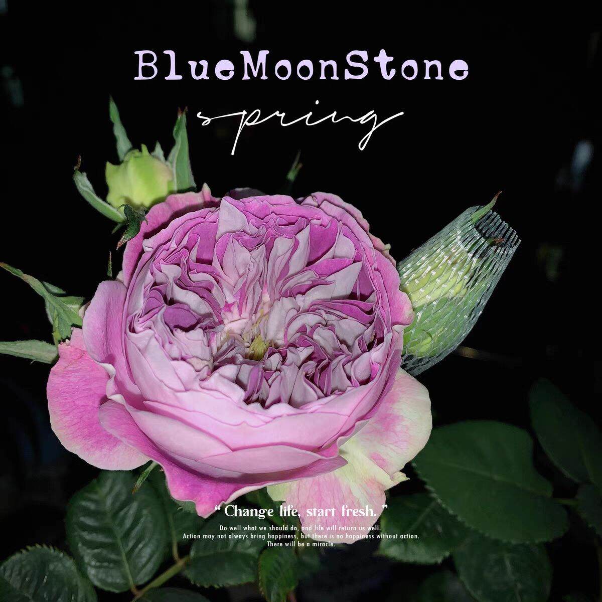 Hoa hồng ngoại Blue Moon Stone nguyên bản