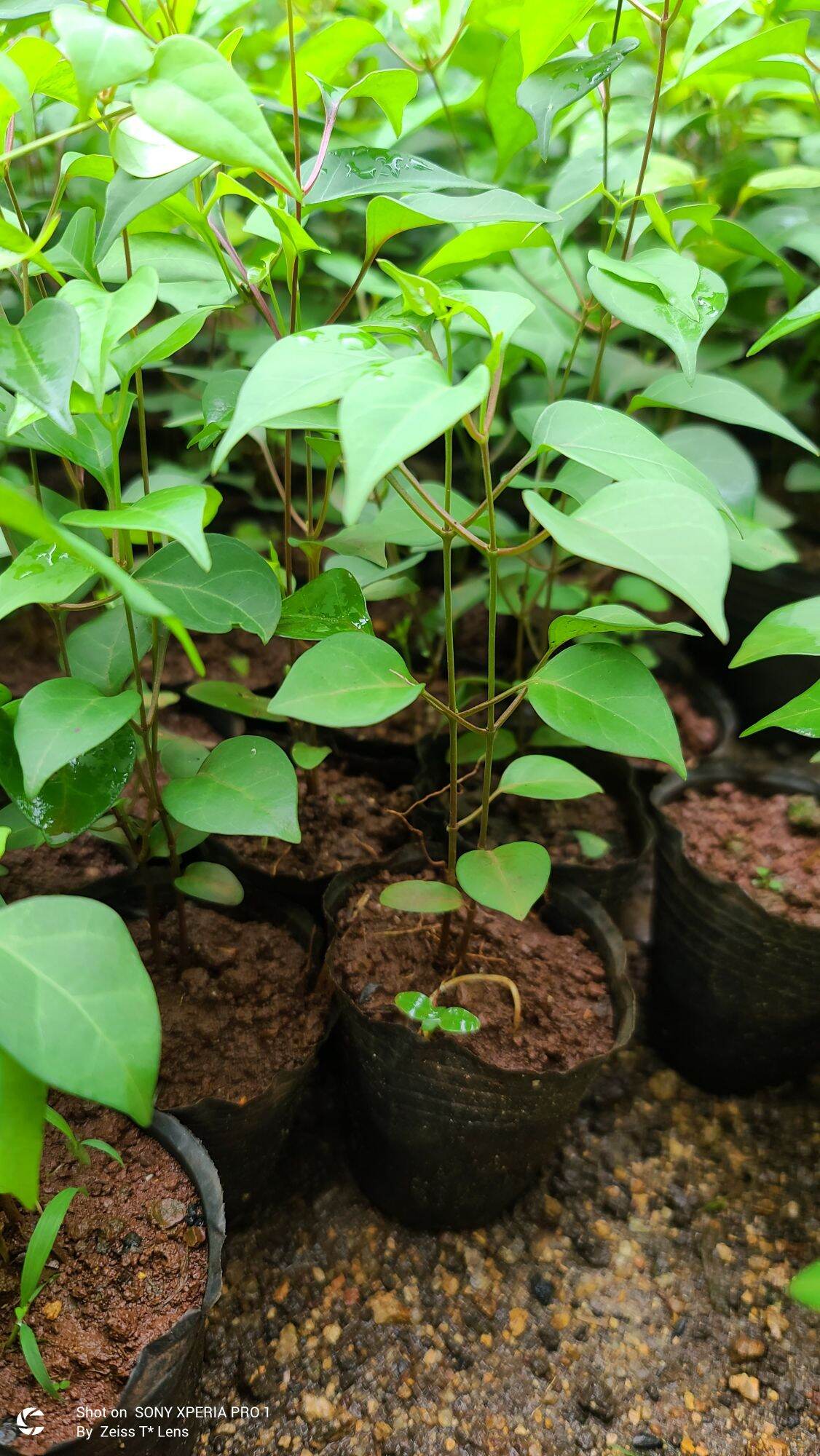 COMBO 3 Cây lá Giang giống.