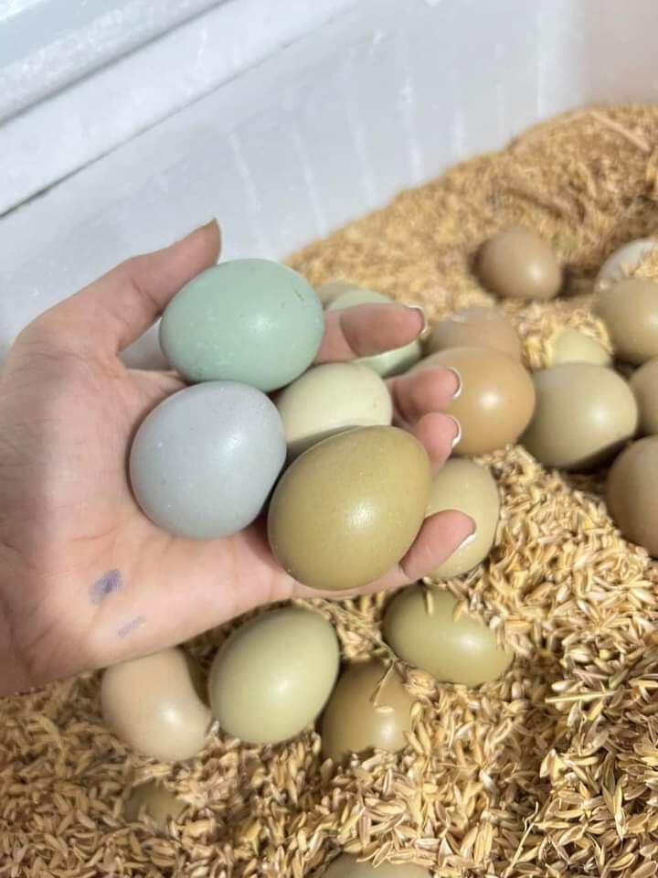 10 quả trứng chim trĩ ăn rất ngon và bổ