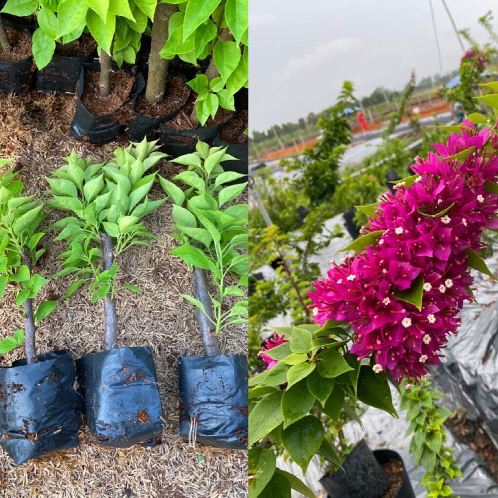 Combo 20 Cây giống hoa giấy mỹ