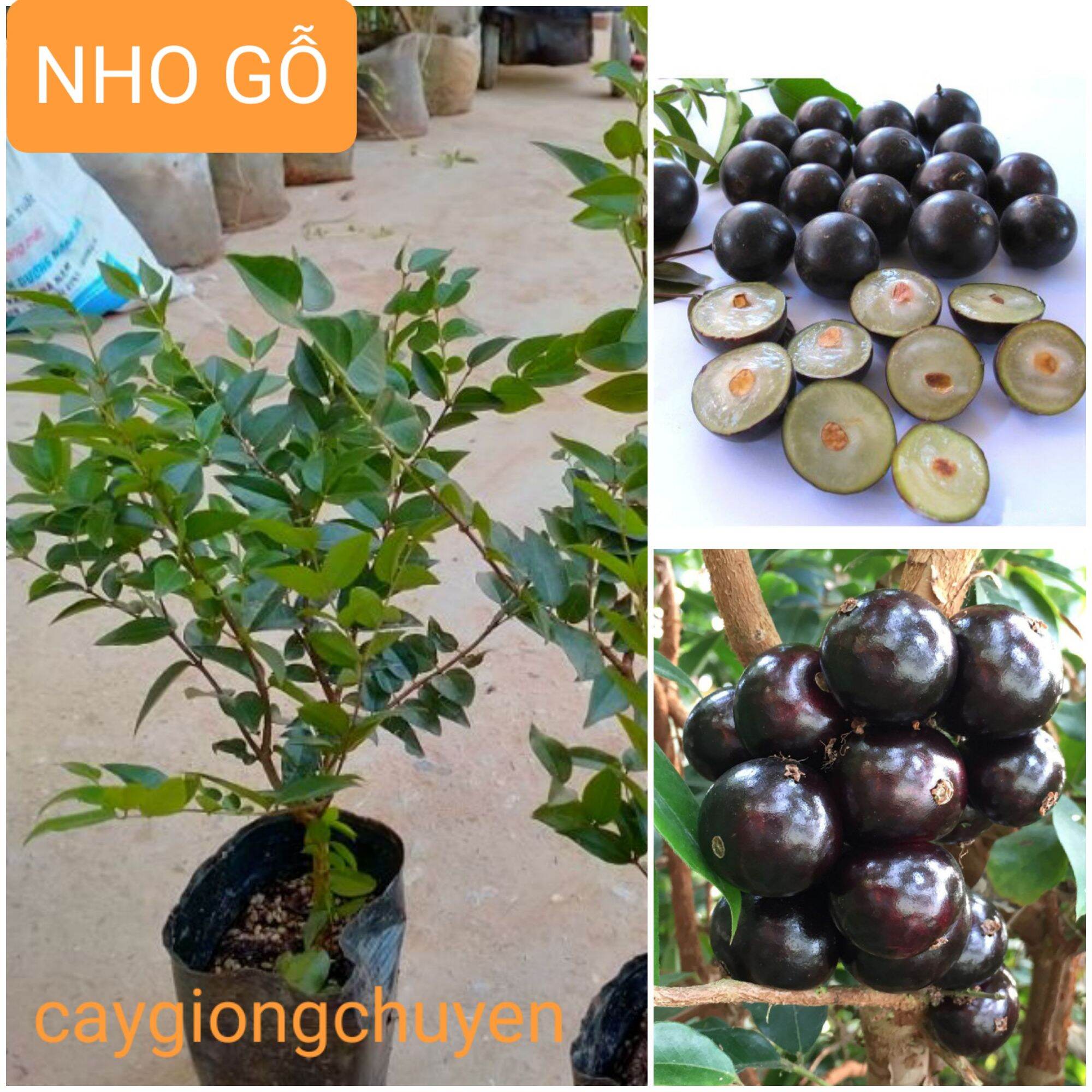 Giống cây nho thân gỗ
