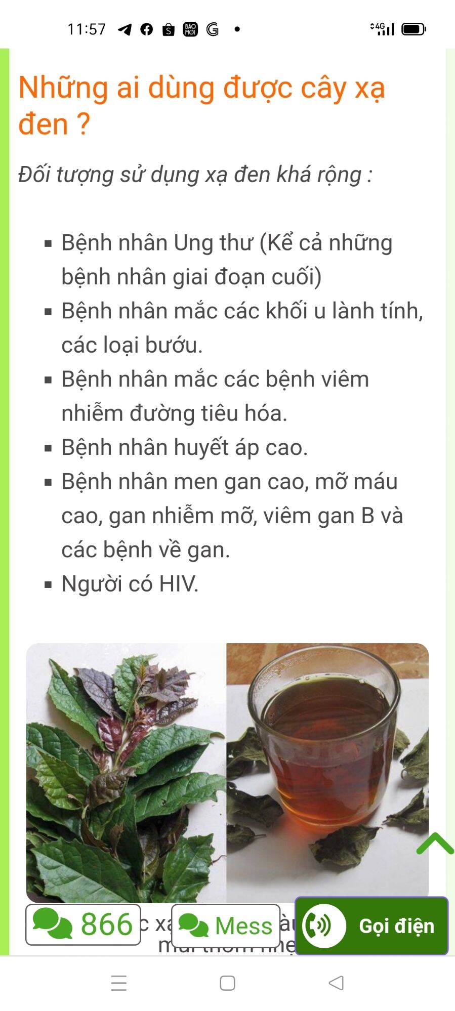 Cây giống xạ đen