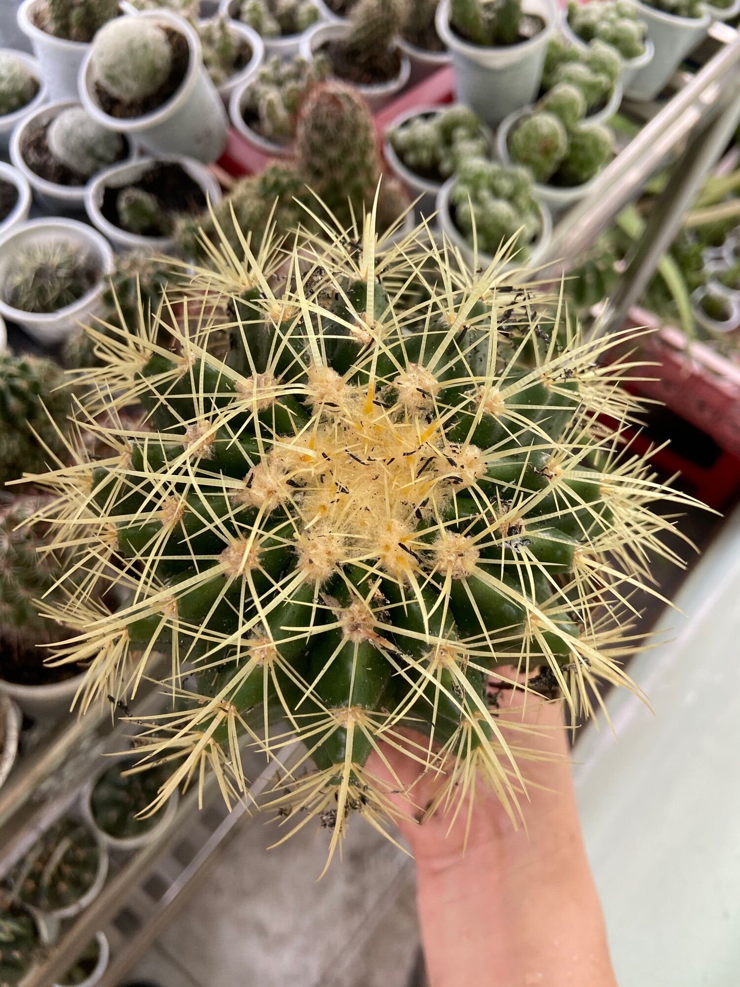 Xương Rồng Kim Hổ 10cm