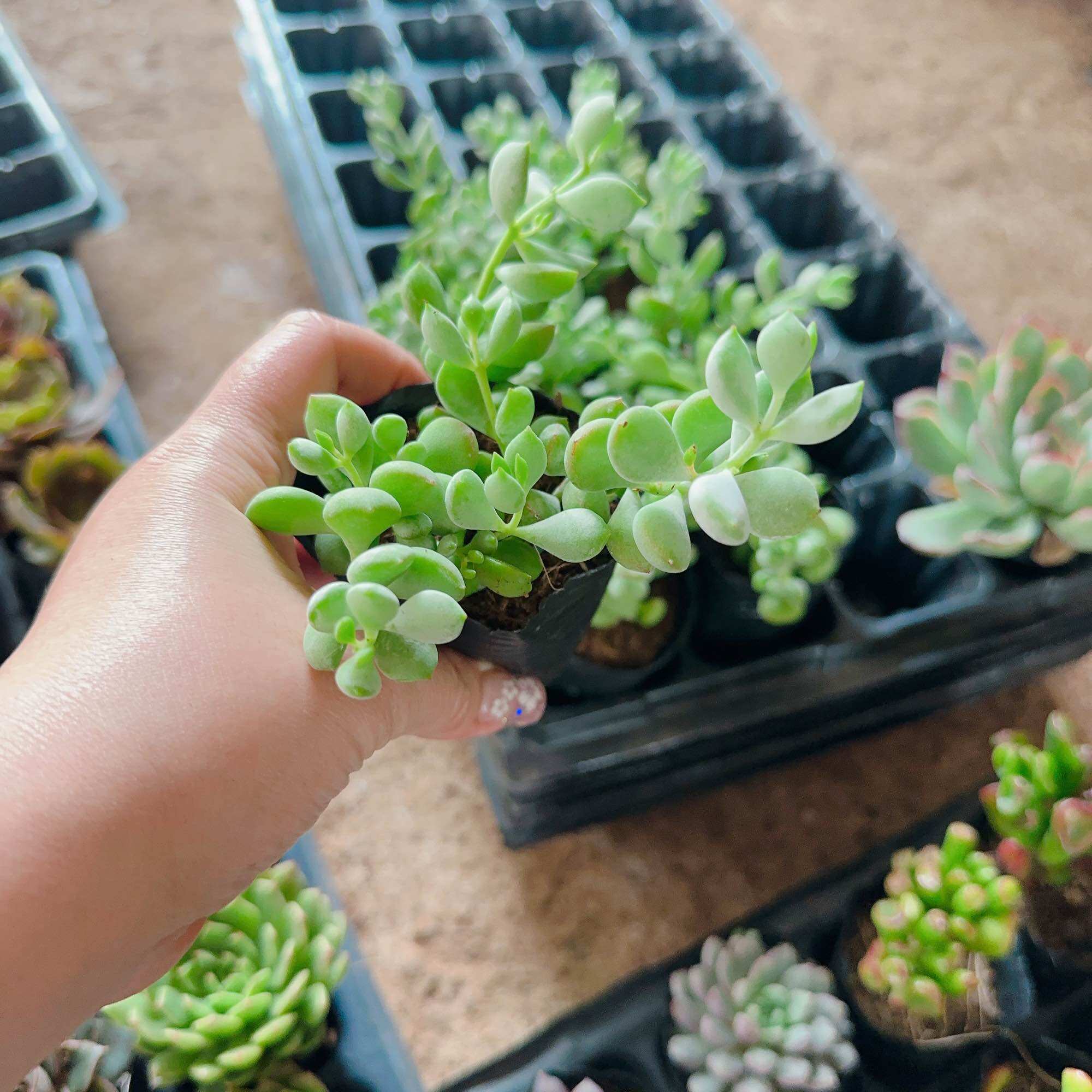 Sen đá sỏi dây size bầu 3-5cm
