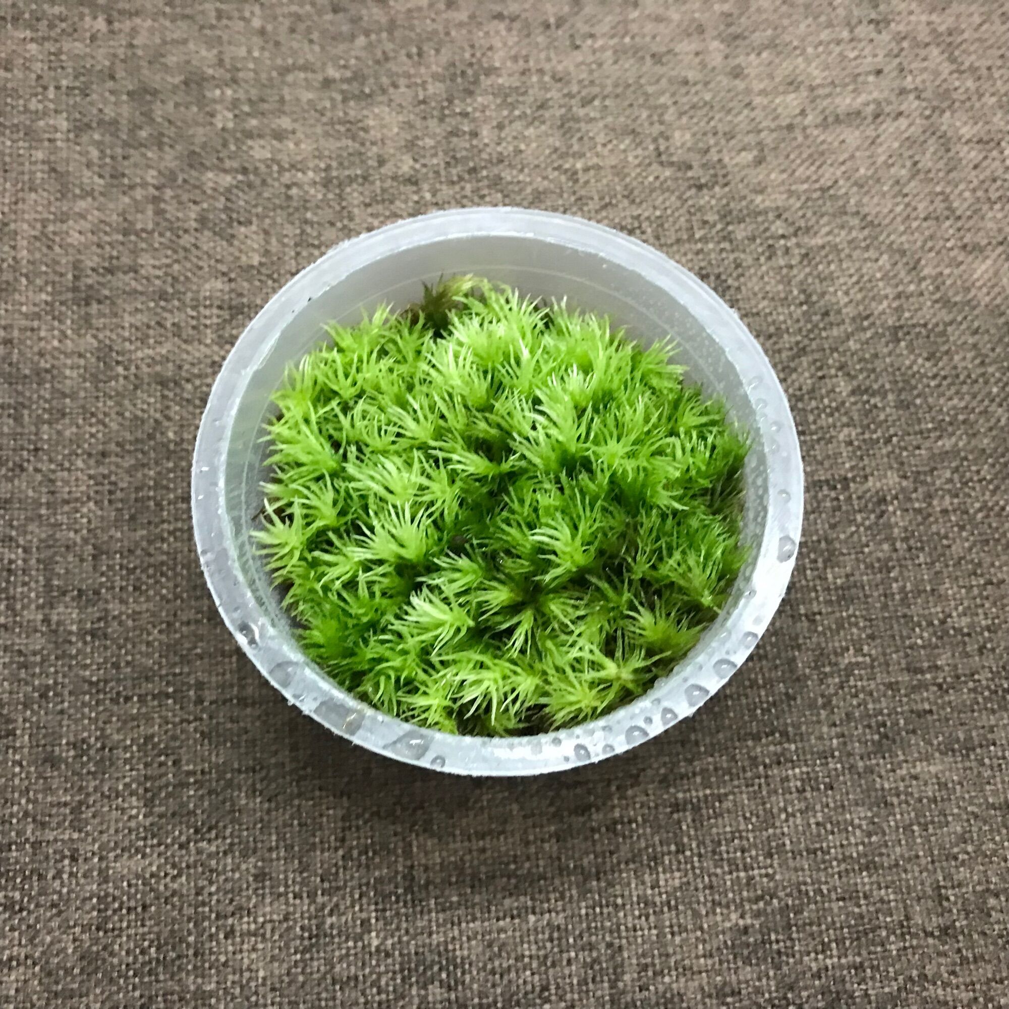 Hộp rêu Pincushion size 6,8cmx3cm